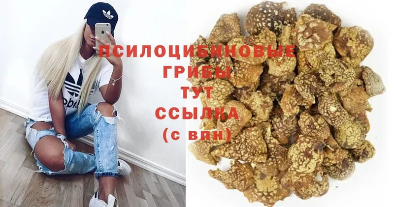 Галлюциногенные грибы Psilocybine cubensis Белово